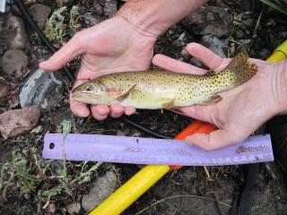 Trout outside the water in someone's hands, by a ruler