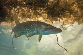 Northern pike fish