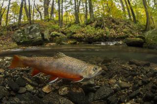 Image of Eastern Brook Trout.