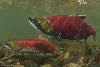Image of Sockeye Salmon.