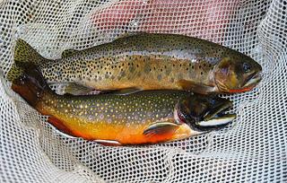 Image of native Cutthroat Trout (top) and non-native Brook Trout (bottom) in the western U.S.