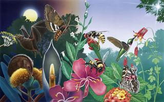 A color illustration of many different pollinators on a number of different plants.