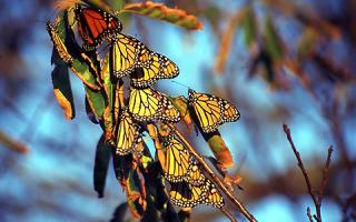 Monarch butterfly's congregating on the limb of a tree. Photo by Denise Gibbs.