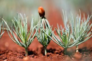 A closeup of four conifer seedlings growing out of the ground, with a seed husk perched at the top.