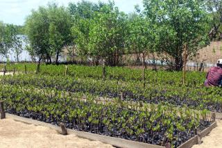A person tending to beds of mangrove seedlings in sandy soil.