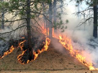 A prescribed burn showing fire consuming dead undergrowth below the trees in a forest.
