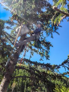 Utah awards best in state to tree climber - The Daily Universe