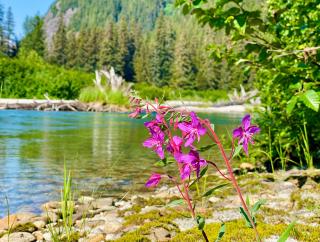 An Image of Dwarf Fireweed growing on the Tongass National Forest.