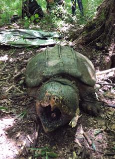 An Alligator Snapping Turtle with it's mouth open, ready to bite.