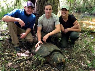 Three researchers kneeling behind a large Aligator Snapping Turtle, next to a body of water.