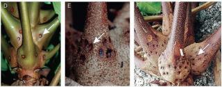 Examples of nectaries at the base of three different carapa trees.