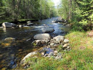 Sun reflects on the rocks and shallow waters of Pelham Stream. The stream is lined by trees, ferns and other plants.