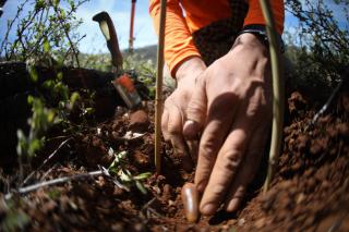 Stylized photo: Close-up, angled slightly upward, of hands planting a valley oak acorn. A trowel is in the soil nearby.