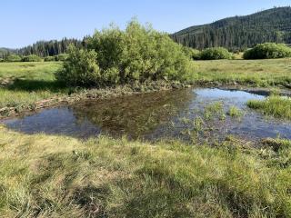 Man-made dam mimics the effects of a beaver dam.