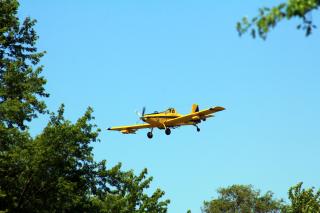 A low-flying yellow air tractor, a small aircraft with propeller, sprays mating disruption pheromones on forest to suppress spongy moth infestation.
