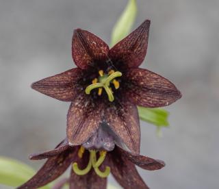 Close up of a six-petaled, maroon colored flower.