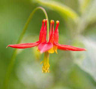 Close up of thin, red, bell shaped flower.