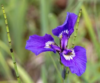 A close up of a purple flower with small, half circle bands extending from the stem 