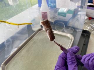 A gloved hand hold a piece of thick gauze with tweezers.