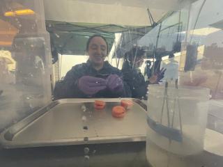 A woman, wearing gloves holds a gauze in her hand. In front of her, on top of a metal tray, are three round slices of carrots sandwiched together. 