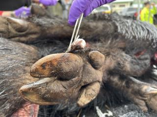 Close-up of a wild pigs feet shown while a technitian's hand rubs a swab stick over it.