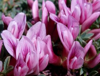 A closeup of the Dwarf clover (Trifolium nanum) flowers.