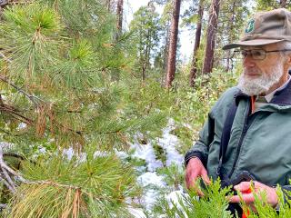 Martin MacKenzie, a forest pathologist for the USDA Forest Service, South Sierra Shared Service area, observes brown needles in a young sugar pine in the Stanislaus National Forest.