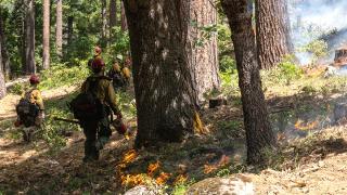 A group of wildland firefighters lights fires at the base of forest trees.
