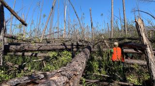 Employees surveying wind-strewn timber