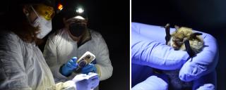 Two images. On the left, two women in white protective suits, purple gloves, N-95 facemasks, protective eyewear are shining headlamps on the bat they are holding and taking a picture with a smart phone. On the right, purple gloved hands holding a small brown bat with long ears and an open mouth.