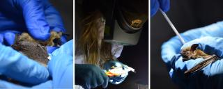 Three images. On the left, two sets of gloved hands are holding a bat and placing a numbered band on the bat’s right wing. In the center, a researcher with an Idaho Department of Fish and Game fleece cap and headlamp wearing a white protective suit and gloves is measuring the forearm of a small bat. On the right, a pair of blue gloved hands is holding a bat and spreading its wing as a third blue gloved hand is swabbing its wing with a cotton swab.