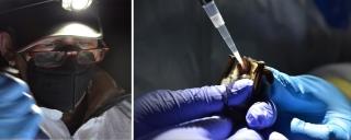 Two images. On the left is a close-up shot of a woman in a white protective suit wearing an N-95 mask, glasses, a baseball hat, and a headlamp is looking at what she is holding in her hands. On the right, purple-gloved hands are holding a small brown bat with an open mouth and using a pipette to give the bat liquid from the tube.