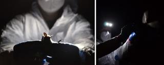 Two images. On the left, a man in a white protective suit and N-95 mask is holding a bat gently with his blue gloved hands to release the bat back into its habitat. On the right, a man in a white protective suit, an N-95 mask, a headlamp, and blue gloved hands releases a bat into the night.