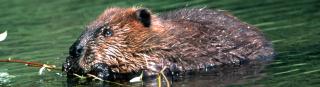 A beaver in water eating a willow branch.
