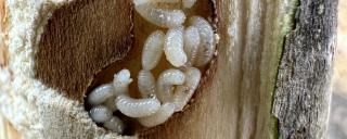 Thirteen pearly white larvae wriggle among each other in a bean-shaped cutout of a tree branch.