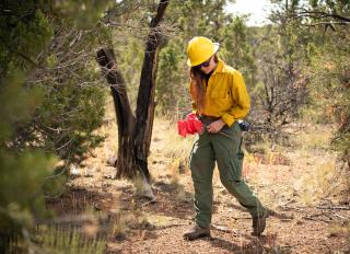 A uniformed forest service employee walks through a forested area with marker flags while closely studying the ground.