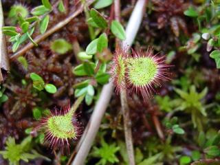 A closeup of the Spoonleaf Sundew plant and leaves.