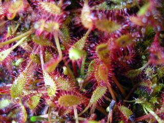 The Spoonleaf Sundew plant with green leaves having sticky hairs that the plant uses to trap insects.