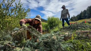 A woman with long sleeves and a baseball cap on stands knee-deep in a small creek, reaching for tree limbs to build a beaver dam, as a man with a hooded gray sweatshirt stands in the background waiting to hand her more tree limbs.