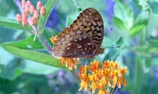 Fritillary butterfly on a bundle of small flowers.