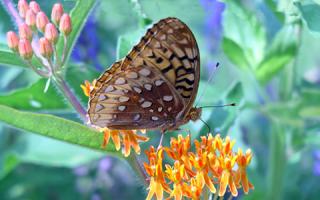 A side view of a Fritillary butterfly on a bunch of small orange flowers.
