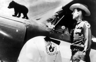A black and white photo of a black bear cub on top of the cowling of an airplane of the State of New Mexico, Department of Game and Fish.  A ranger stands next to the aircraft door looking at the bear cub.