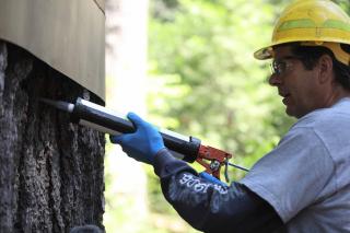 Employee uses a grease/caulk gun to apply a pheromone to a sugar pine tree