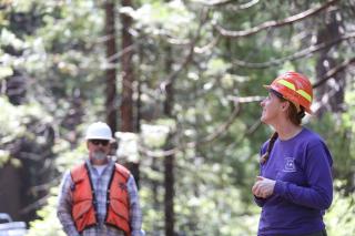Employee in blue shirt and hardhat looks at a sugar pine tree.