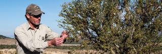 Forest Service botanist Mark Madsen inspects a cliffrose plant.