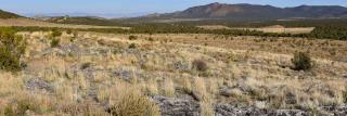 A fuel break on the Pine Valley Ranger district was masticated several years ago, and bunch grasses have grown in from being seeded.