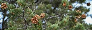 A close-up of green pinyon pine branches and a dozen brown pine cones on them.