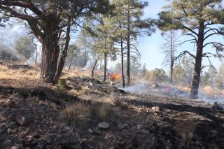 A controlled fire burns in the forest amongst the trees.