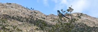 A pinyon jay perches on top of a scrub oak branch while foraging for food.