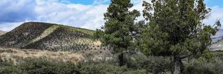 A pinyon and a juniper tree stand over scrub oak. A hill of pinyon-juniper woodlands behind them have been thinned in a fuels reduction treatment to reduce wildfire severity.